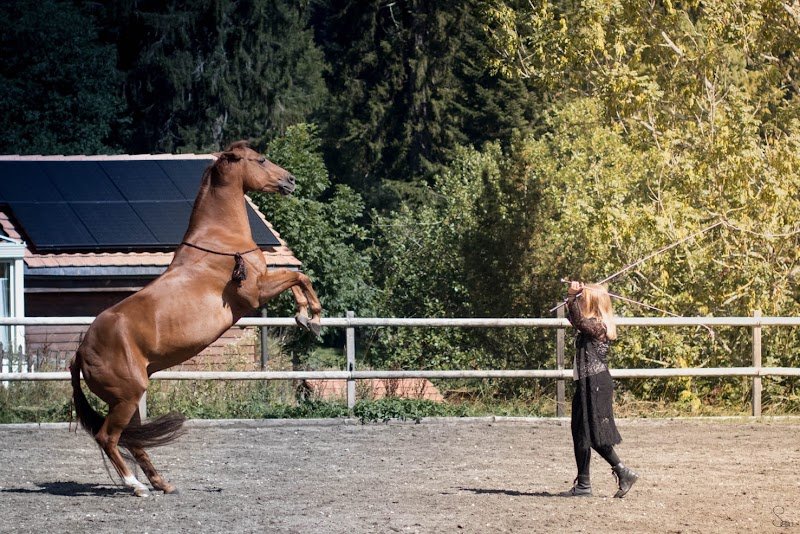 Ecurie des Rochettes - photo 2