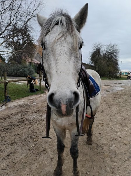 Ecurie Les Rouillons - photo 1