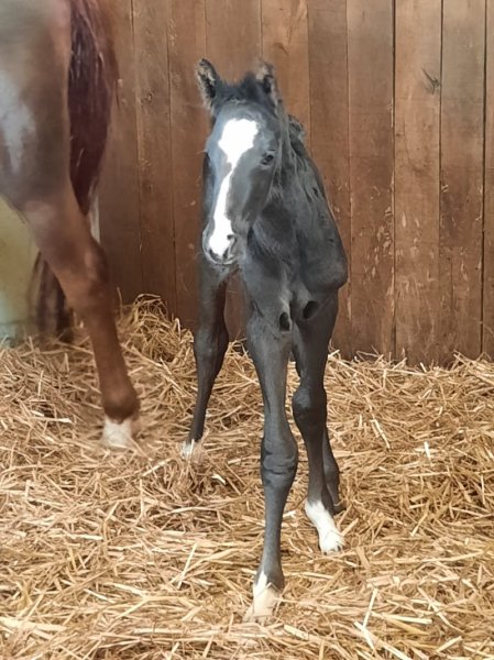Les écuries de Marenoire - photo 2