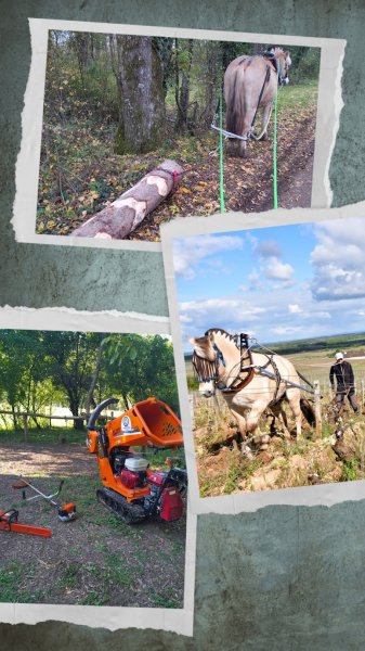 CHEVAL O VIGNES Labours au cheval et au treuil en Bourgogne
