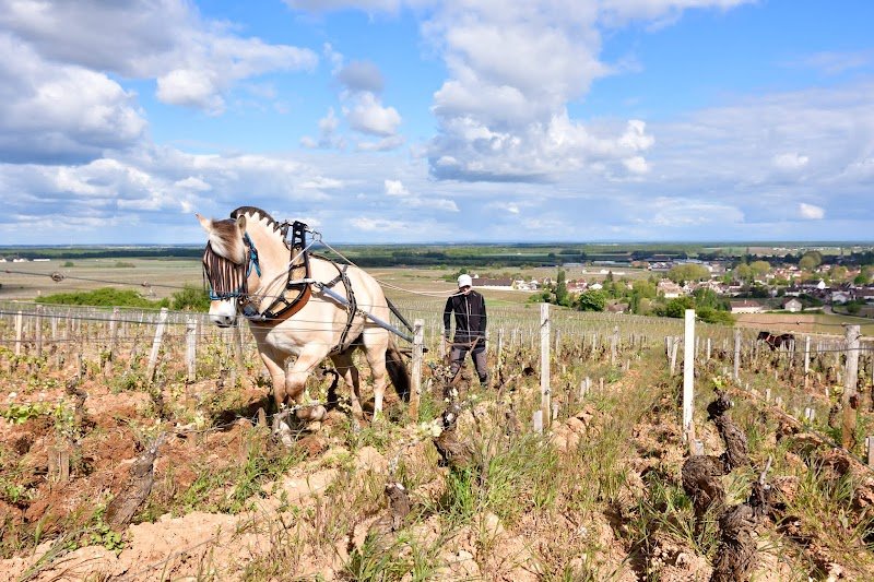CHEVAL O VIGNES Labours au cheval et au treuil en Bourgogne - photo 2