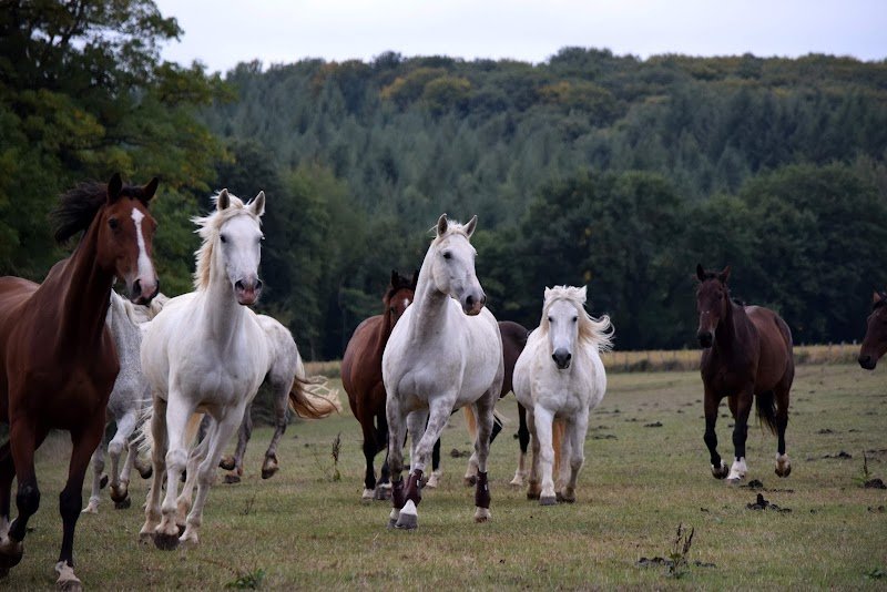 Écurie de la liberté - photo 1