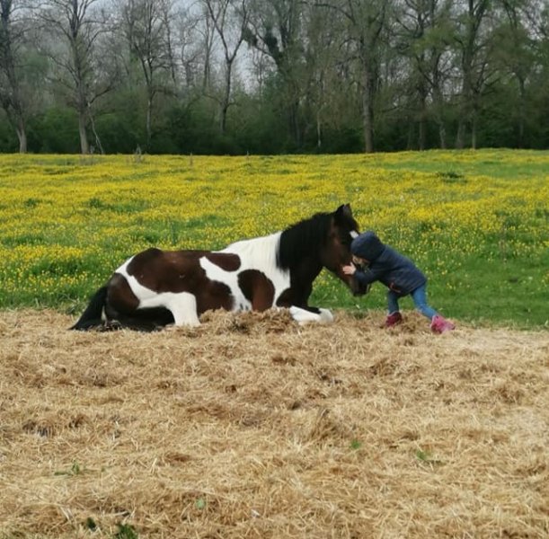 Les Ecuries "Les Ptits Sabots de Germigny" - photo 3