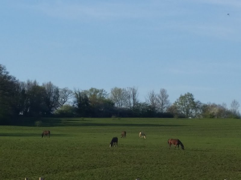 Ecurie Dear Darling - photo 1