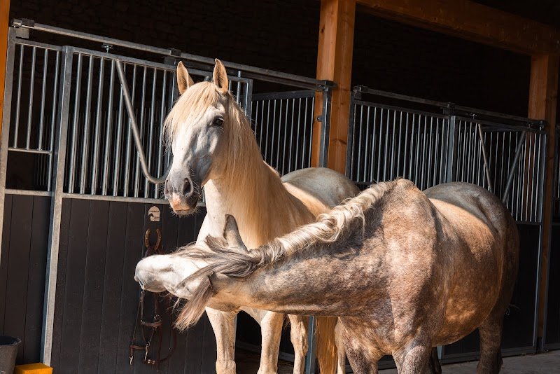 Les Écuries des Bois de Champagne