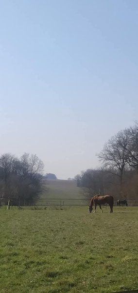 L’écurie des Amis - photo 2