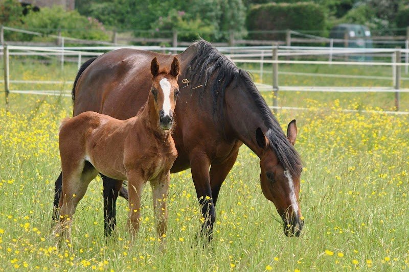CENTRE ÉQUESTRE ECURIE D'IDOINE (Centre de Formation) - photo 3