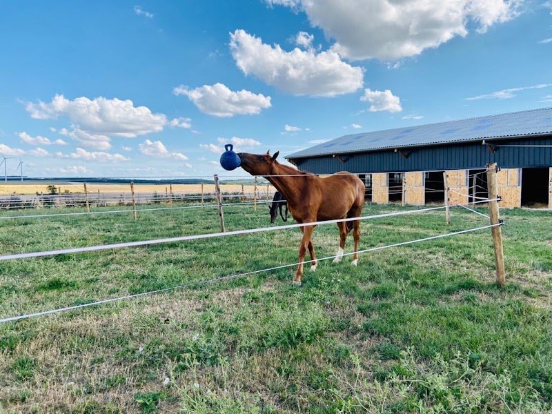 Ecurie Mel & Ben - photo 2