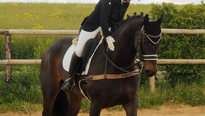 Écurie des Monts - Le Hom Equitation