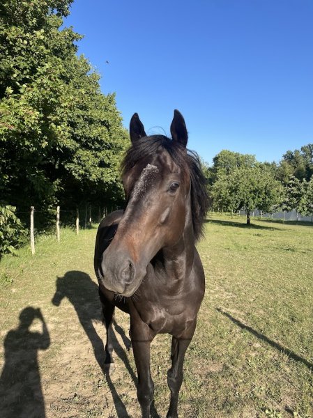 CheVal'Goude - photo 2