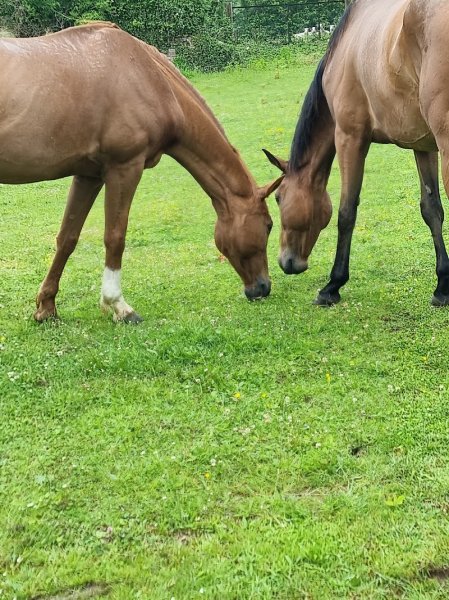 Le petit haras de Valmont - photo 3