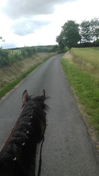 Écurie des Chantes Renard - photo 3