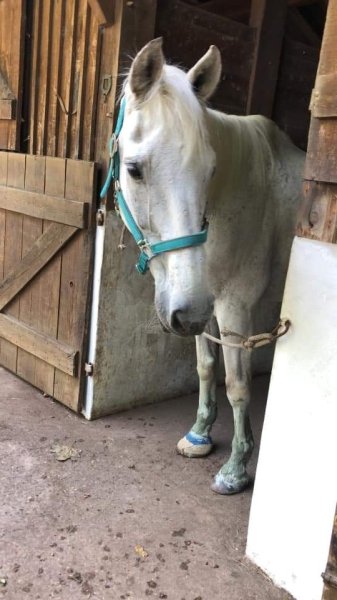 LES ECURIES DU BOUSQUET Pension pour chevaux - photo 2
