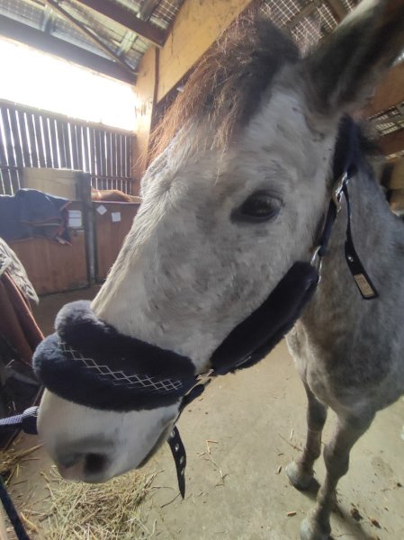 Les Ecuries du Landran - photo 2