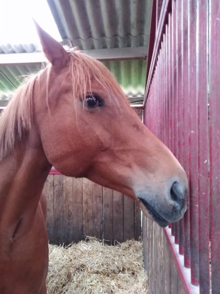 Les Ecuries du Landran - photo 3