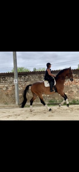 Écurie du Bois Luisant