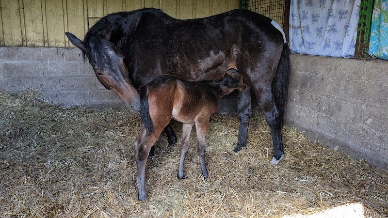 Écurie de Vopale - photo 2