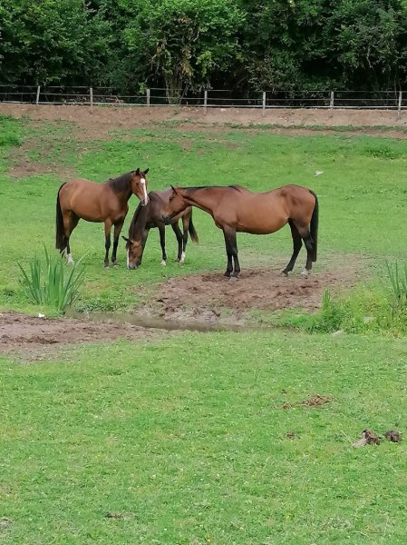 Ecurie Sebelle - photo 1