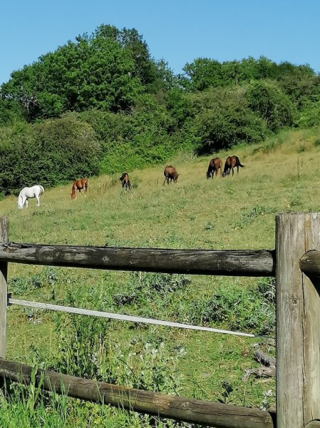 Ecurie Sebelle - photo 3