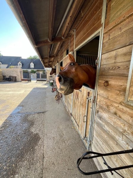 Cesab Ecurie de propriétaires - photo 2