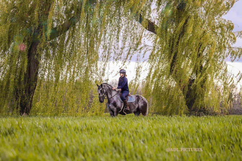 Cesab Ecurie de propriétaires - photo 3