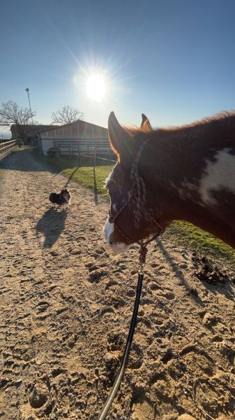 Ecurie d'Aubin - photo 2