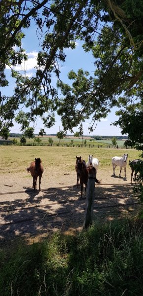Centre Équestre Amaury Paul Earl - photo 2