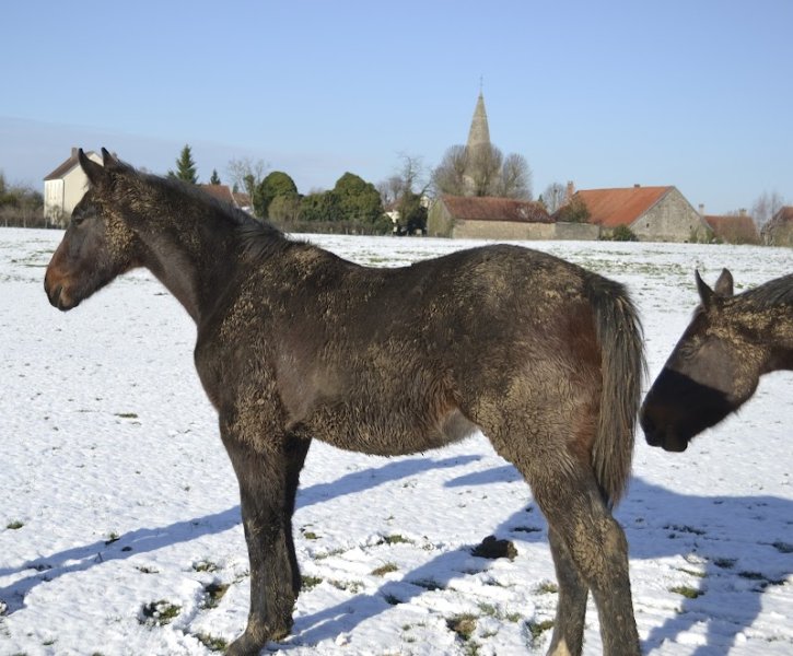 Ecurie de Marmane - photo 1