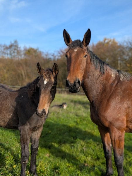 Ecurie de Marmane - photo 2