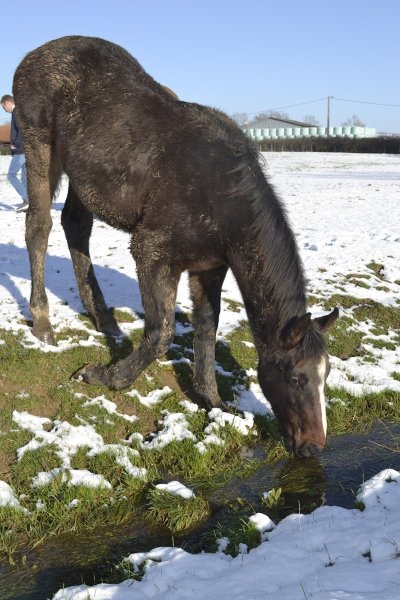 Ecurie de Marmane - photo 3