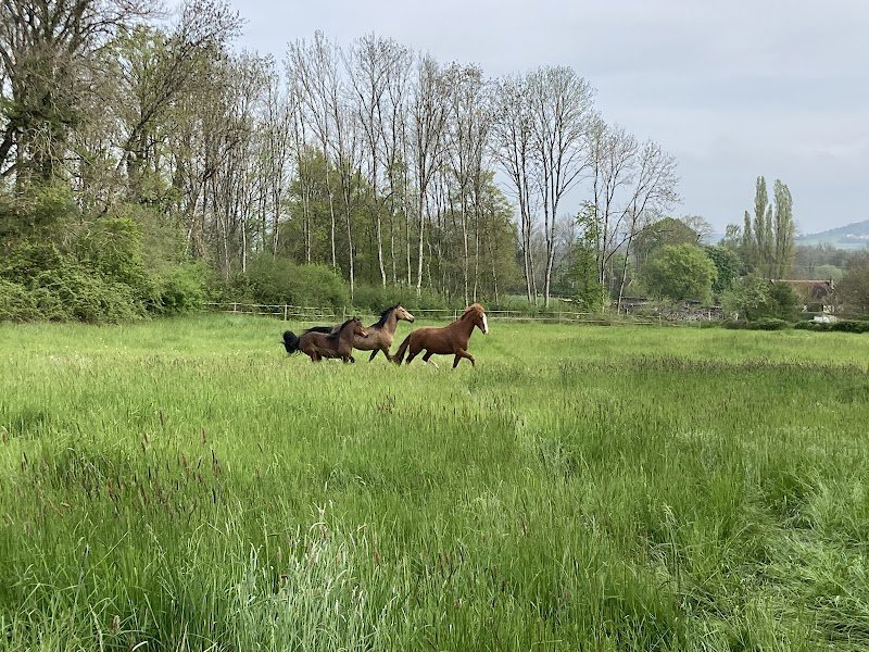 LES ECURIES DE LA GRISE