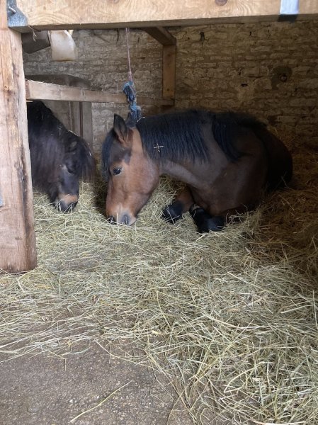 LES ECURIES DE LA GRISE - photo 2