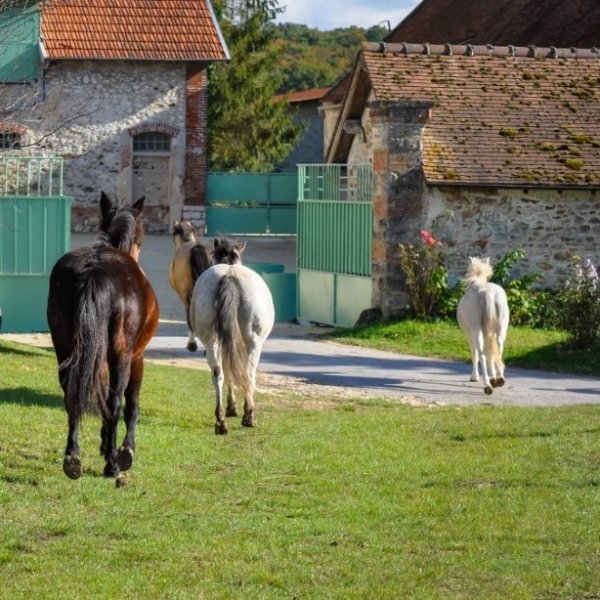 Les Écuries de Trotignon - photo 3