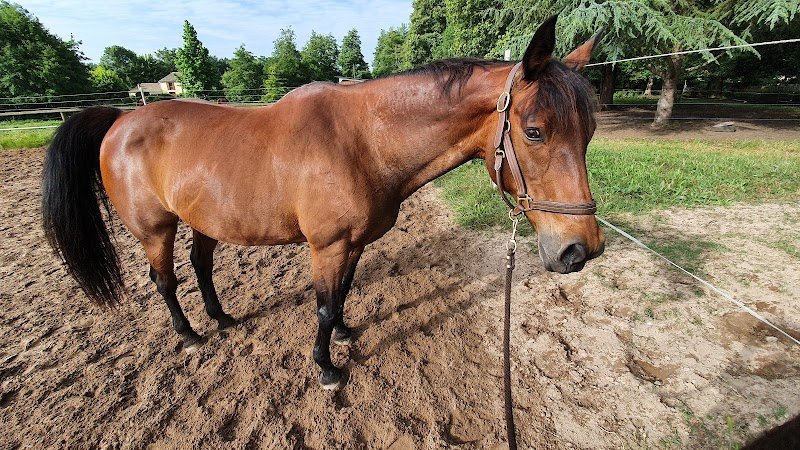 Ecurie de la Chaume - photo 2