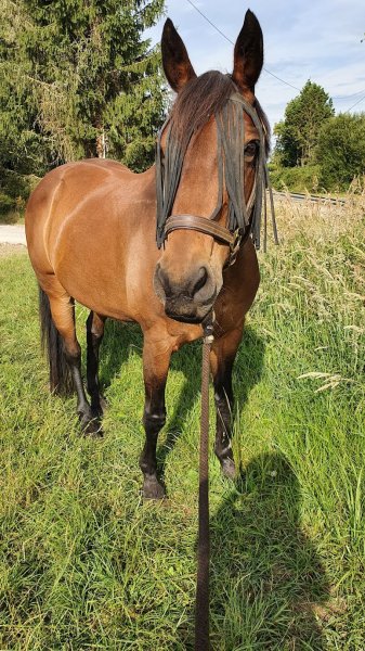 Ecurie de la Chaume - photo 3