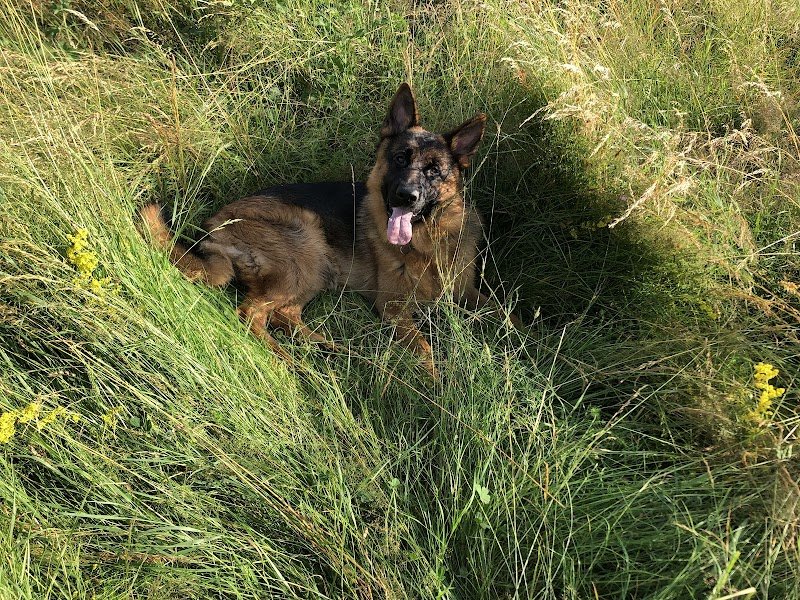 Elevage, Pension de la légende d'asgot