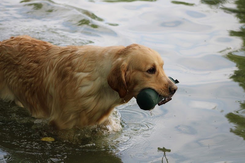 Elevage, Pension de la légende d'asgot - photo 2