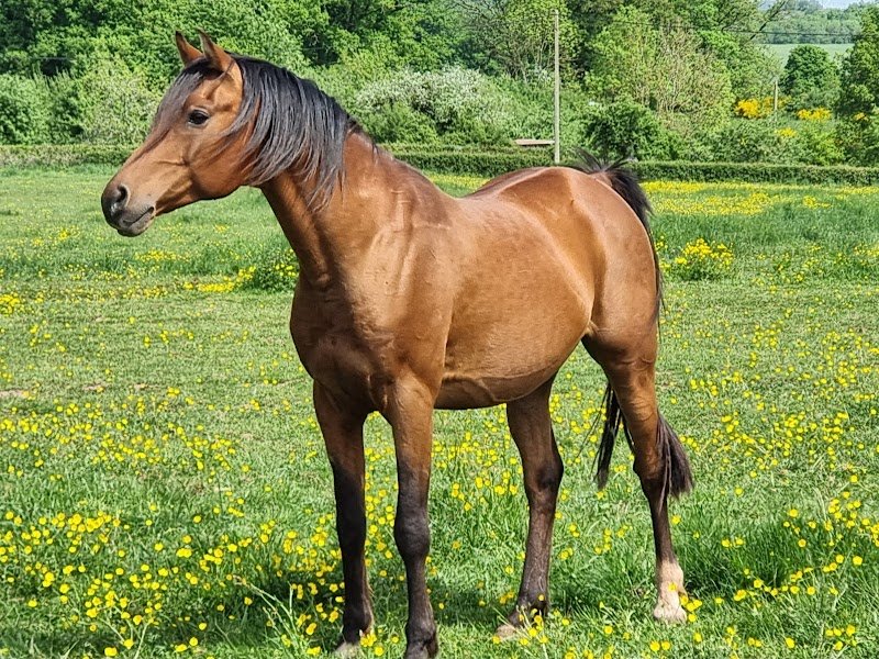 Les Chevaux de Villars - photo 1