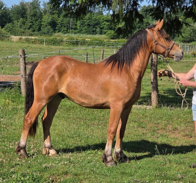 Les Chevaux de Villars - photo 3