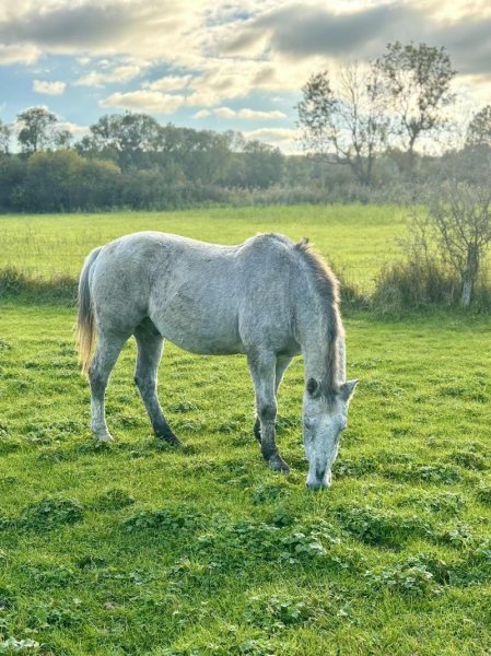 Écurie du Rougy - photo 3