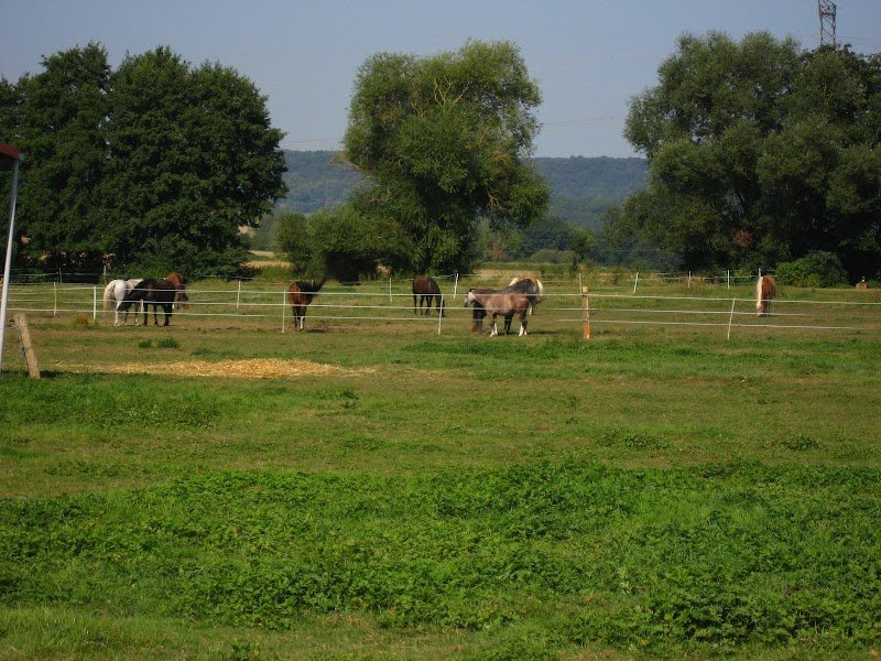 Pension chevaux : Ferme de Gérardcourt - photo 1