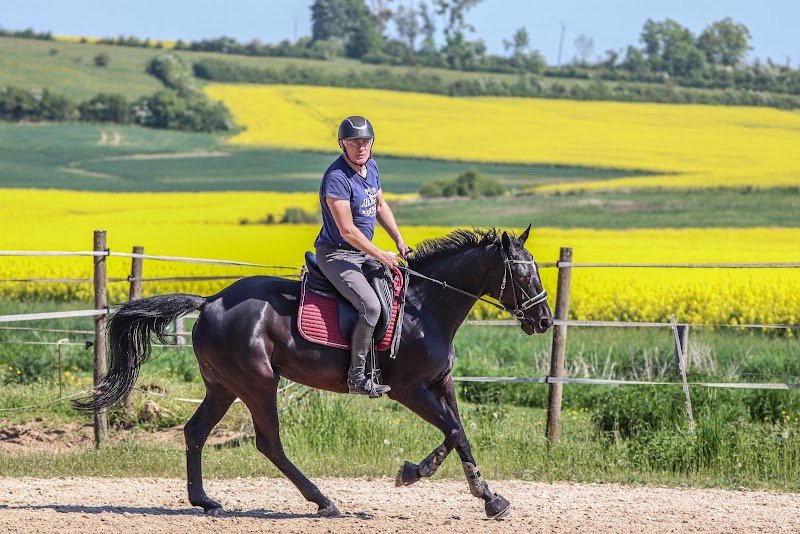 Pension chevaux : Ferme de Gérardcourt - photo 3