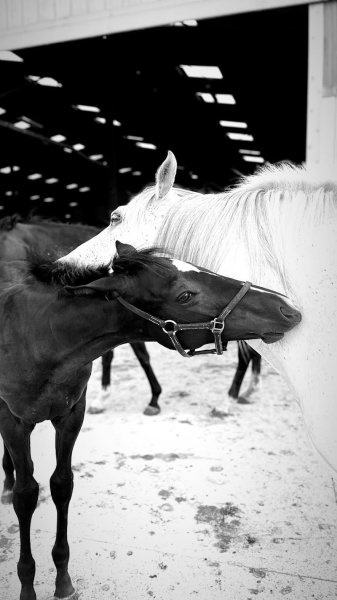 Écurie de la vignotte