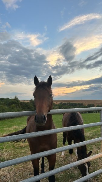 Écurie de la vignotte - photo 2