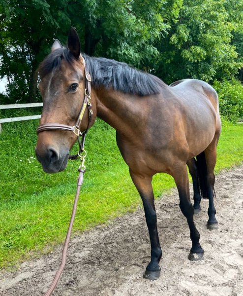 Ecurie Lo Schito - photo 1