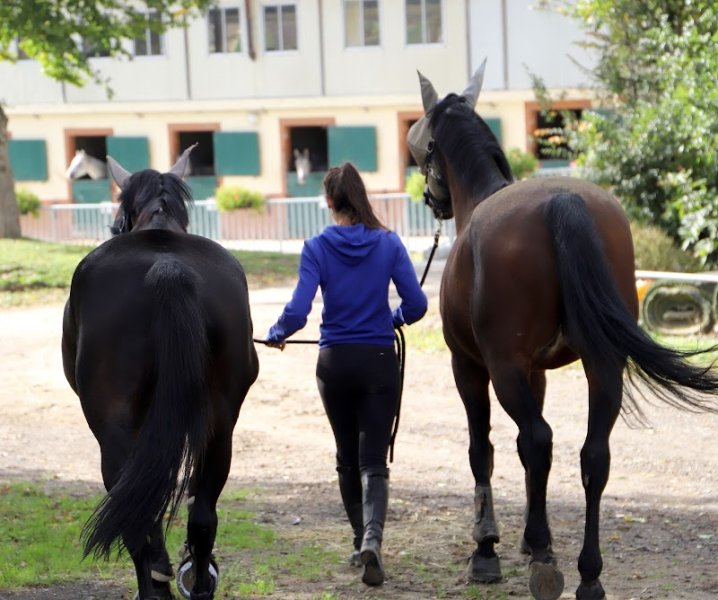 Ecurie Lo Schito - photo 2