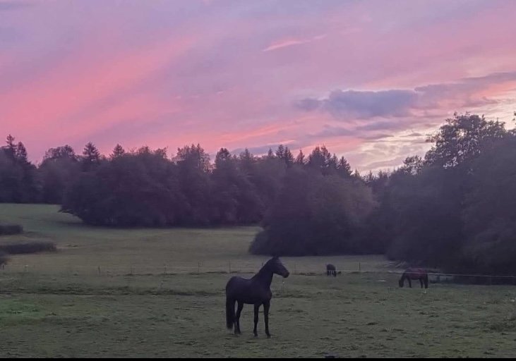 Écurie du Tremblet - photo 3