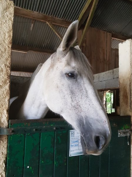 Ecuries du vieux puits