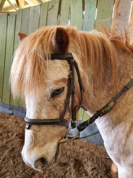 Ecuries du vieux puits - photo 2