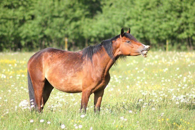 ECURIE EBC - photo 3